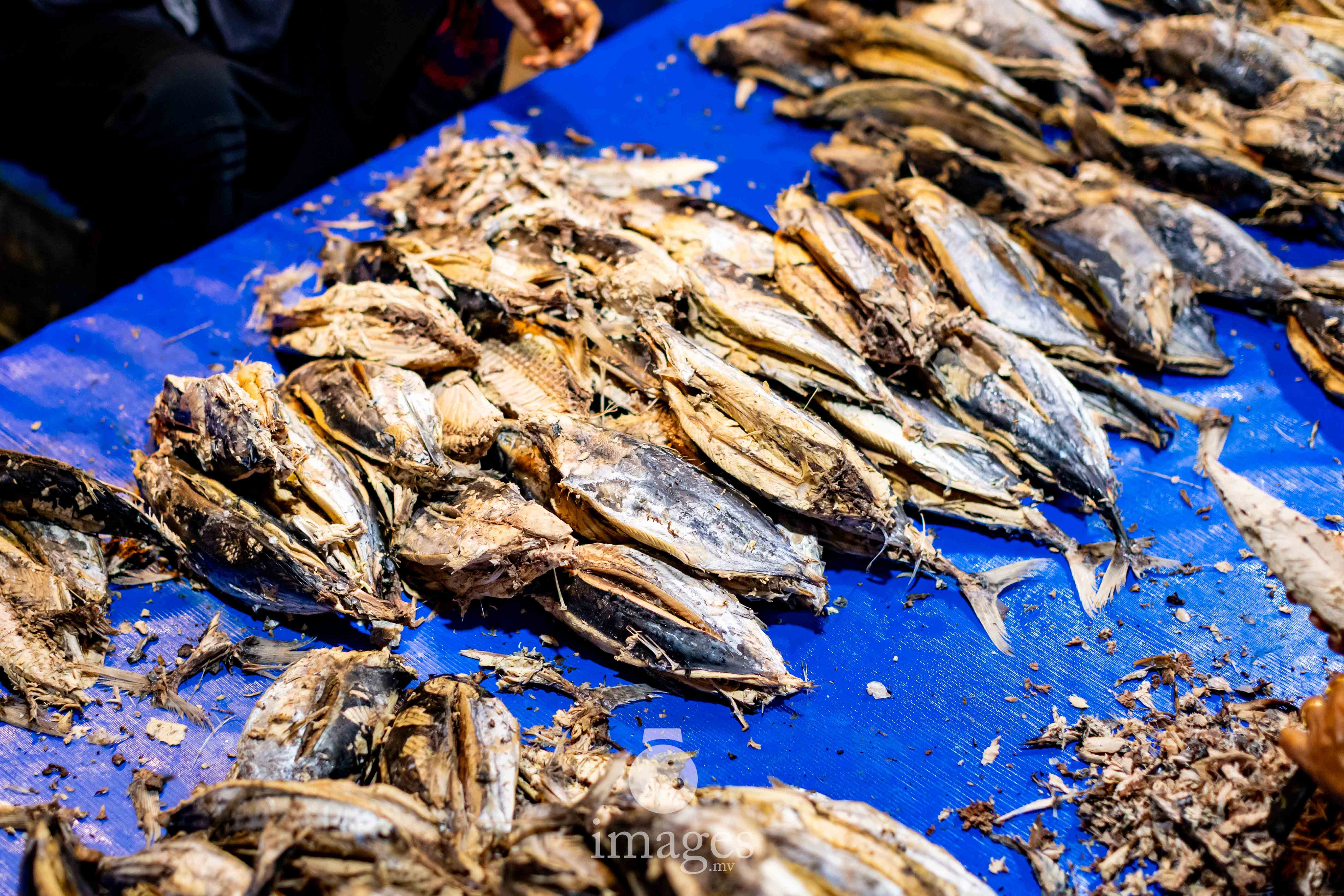 Cleaned and split tuna slabs are carefully sorted and arranged — every piece handled by practiced hands that know the exact feel of readiness.