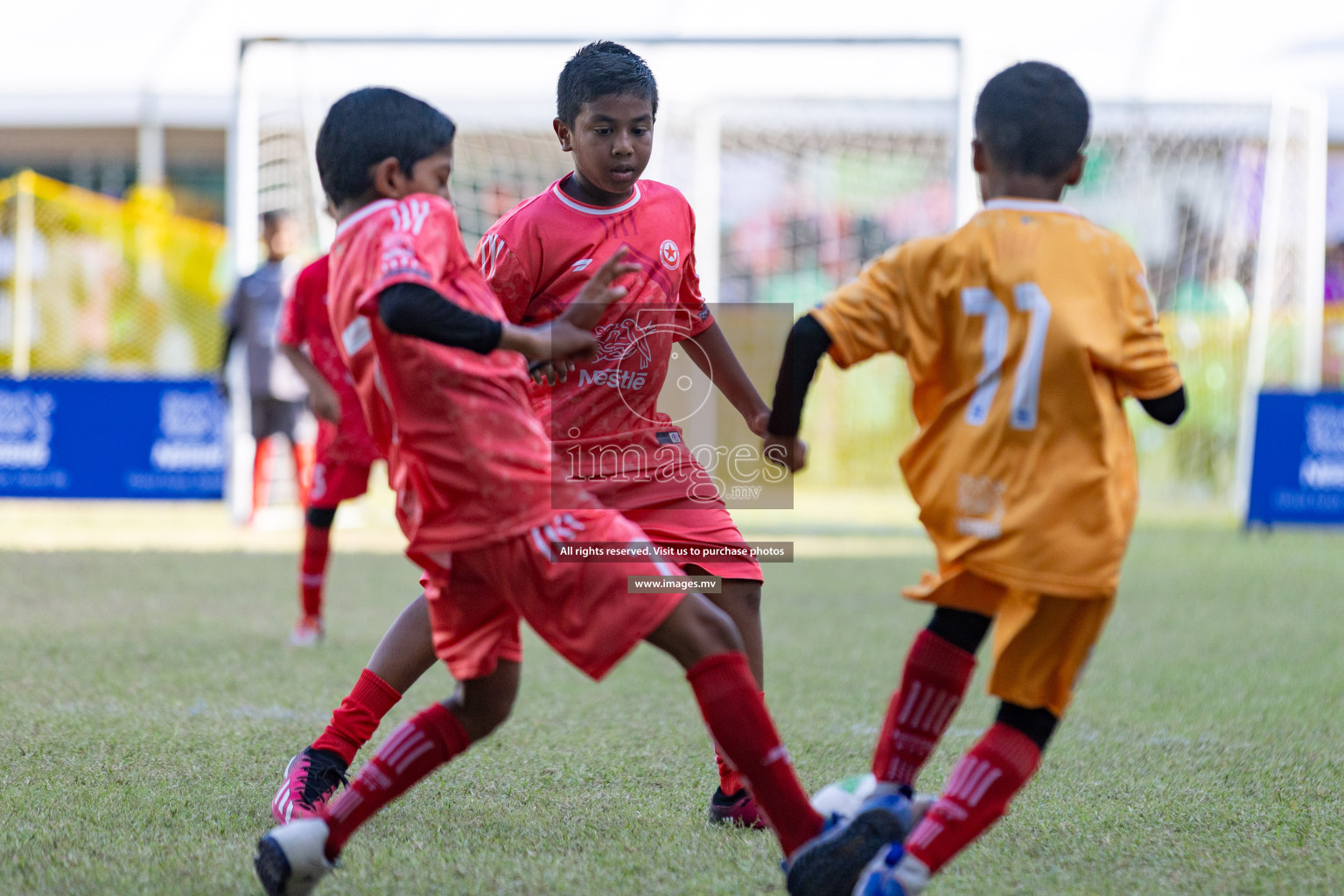 Nestle Kids Football Fiesta 2023 - Day 4
Day 4 of Nestle Kids Football Fiesta, held in Henveyru Football Stadium, Male', Maldives on Saturday, 14th October 2023 Photos: Nausham Waheed / images.mv