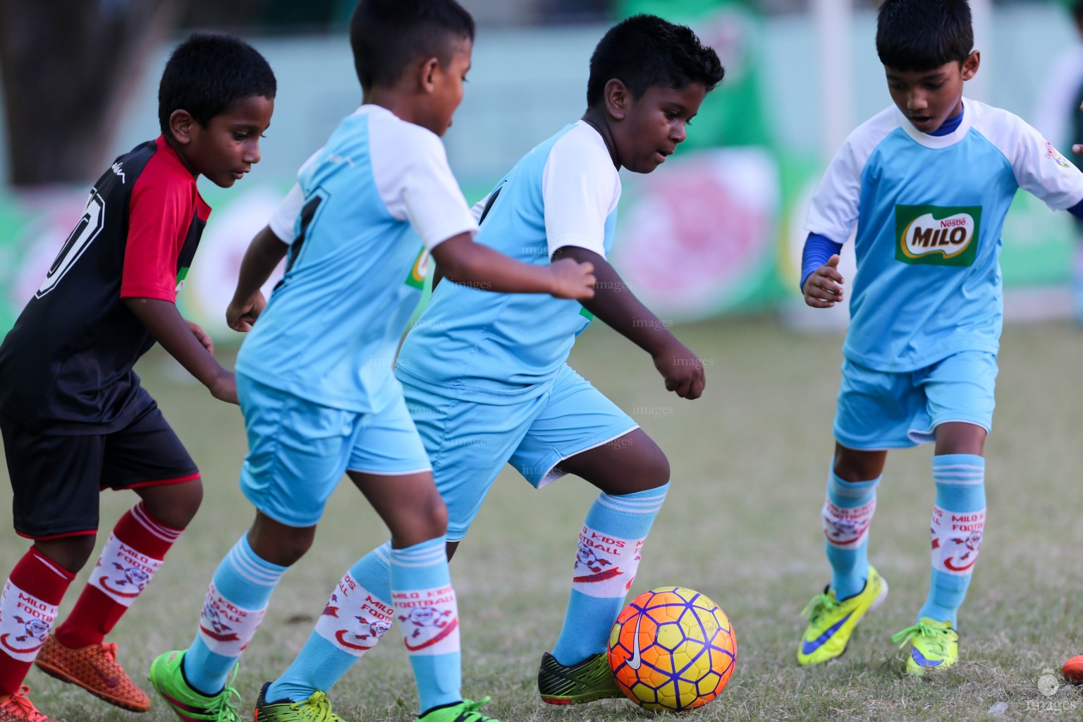 Day 4 of Milo Kids Football Fiesta in Male', Maldives, Sunday, October. 15, 2016  (Images.mv Photo/ Hussain Sinan).