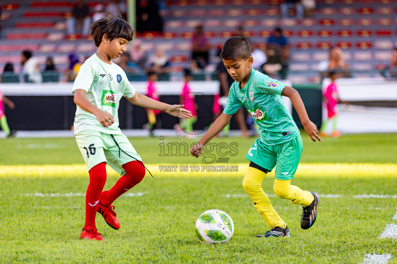 Day 1 of MILO Kids Football Fiesta was held at National Stadium in Male', Maldives on Friday, 23rd February 2024. 
Photos: Hassan Simah / images.mv