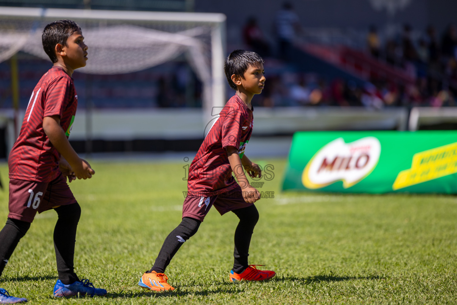 Day 1 of MILO Kids Football Fiesta was held at National Stadium in Male', Maldives on Friday, 23rd February 2024. 
Photos: Ismail Thoriq / images.mv