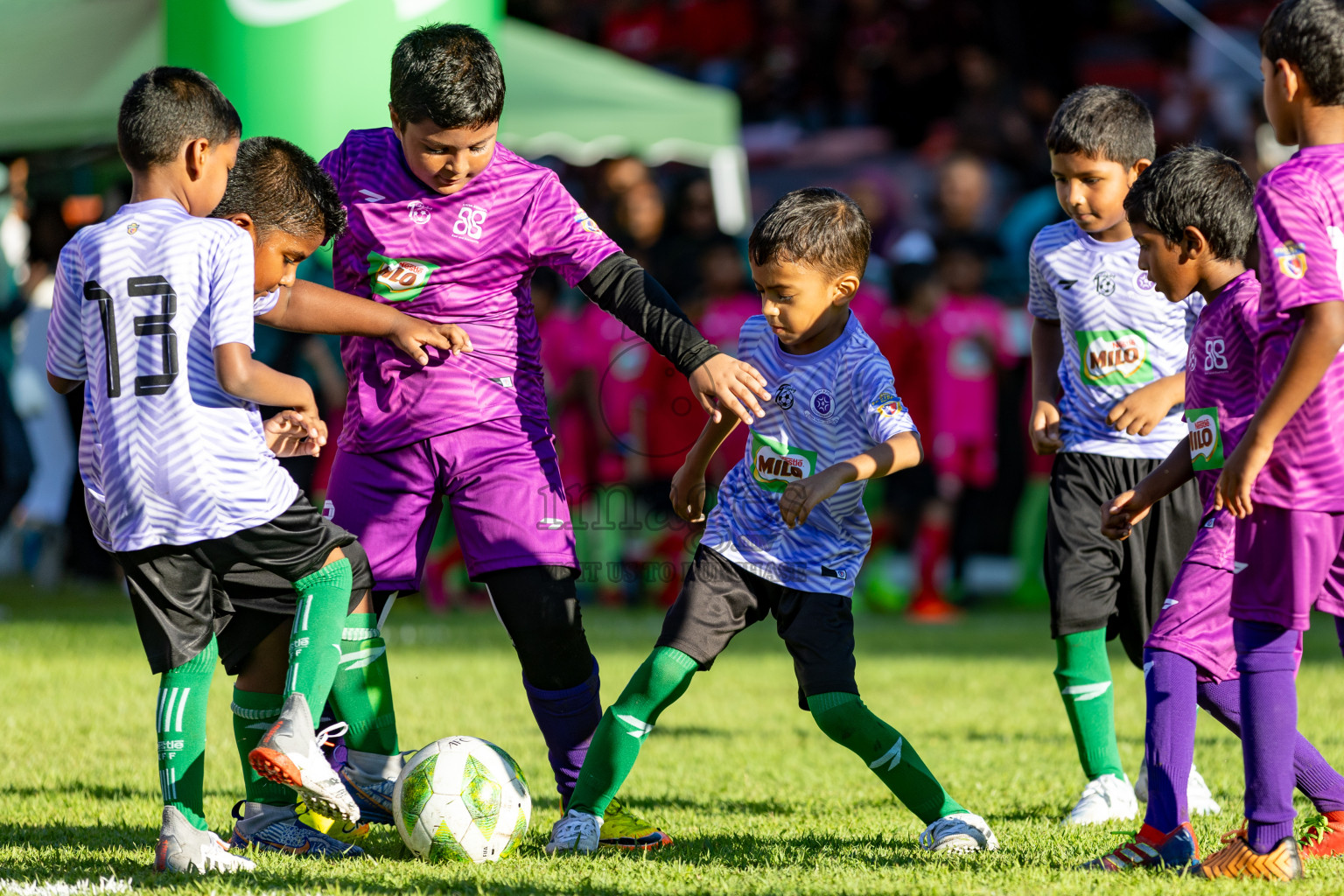 Day 1 of MILO Kids Football Fiesta was held at National Stadium in Male', Maldives on Friday, 23rd February 2024. 
Photos: Hassan Simah / images.mv