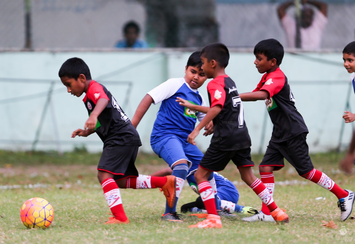 Day 1 of Milo Kids Football Fiesta in Male', Maldives, Wednesday, October. 12, 2016 (Images.mv Photo/ Hussain Sinan).