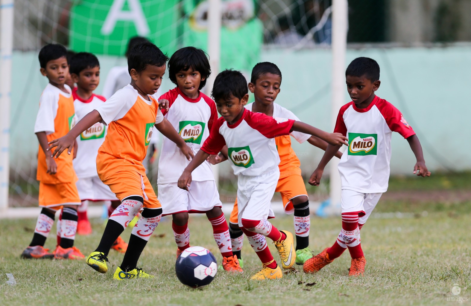 Day 3 of Milo Kids Football Fiesta in Male', Maldives, Friday, October. 13, 2016 (Images.mv Photo/ Abdullah Sham).