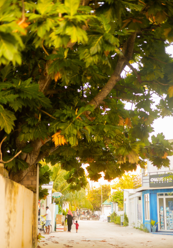 Everyday Island Life A quiet island street shaded by a large breadfruit tree, capturing a moment as a mother and child walk hand in hand, set against the backdrop of a peaceful Thulusdhoo afternoon.