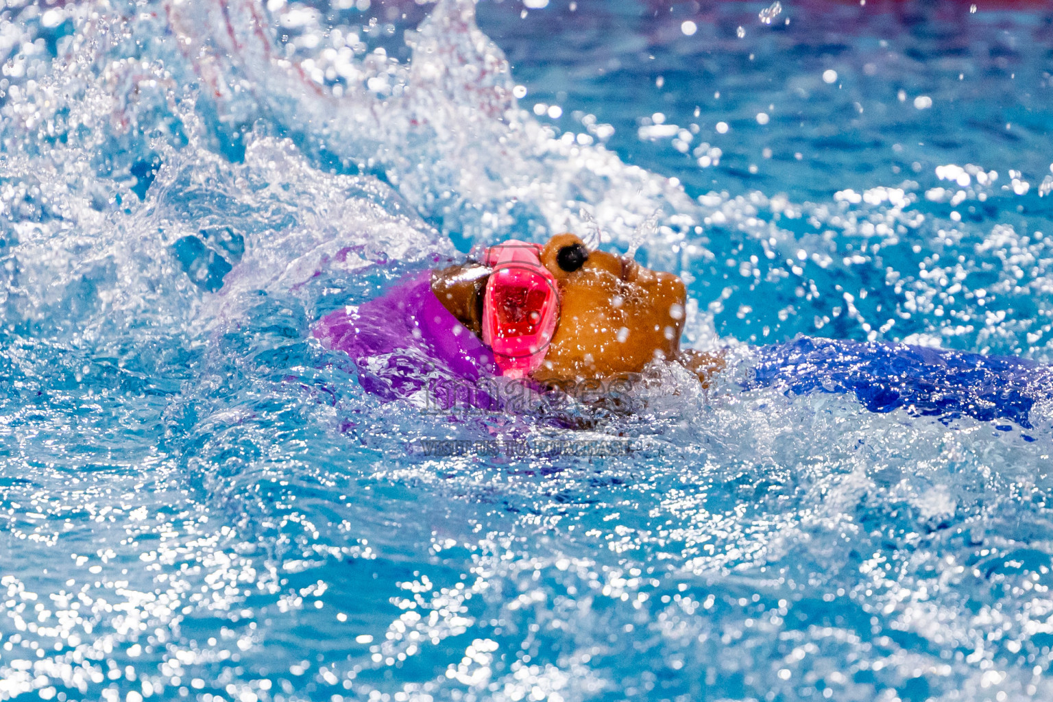 Day 5 of BML 5th National Swimming Kids Festival 2024 held in Hulhumale', Maldives on Friday, 22nd November 2024. Photos: Nausham Waheed / images.mv